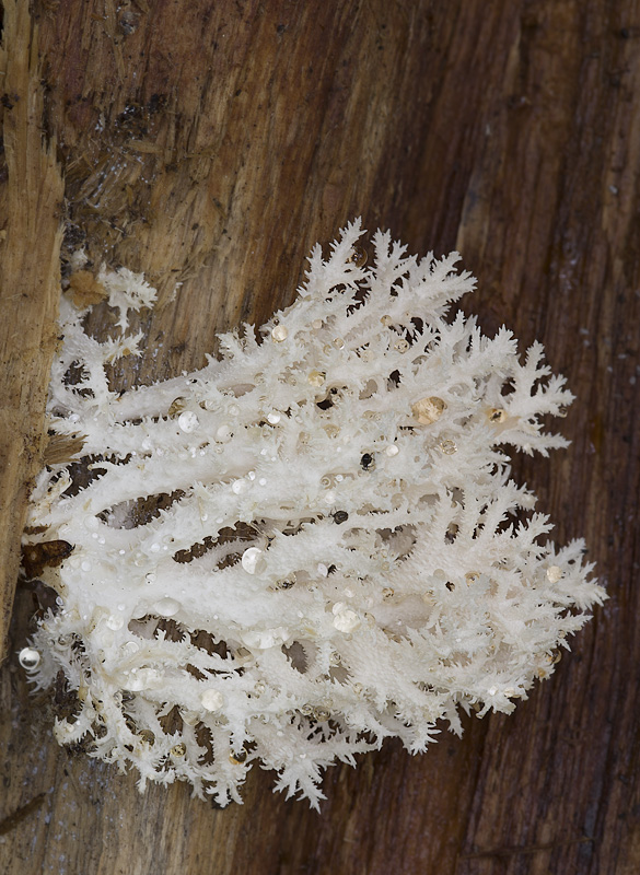 Hericium coralloides